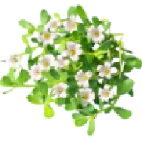 Brahmi