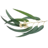Eucalyptus (Neelgiri)