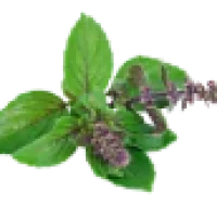 Tulsi